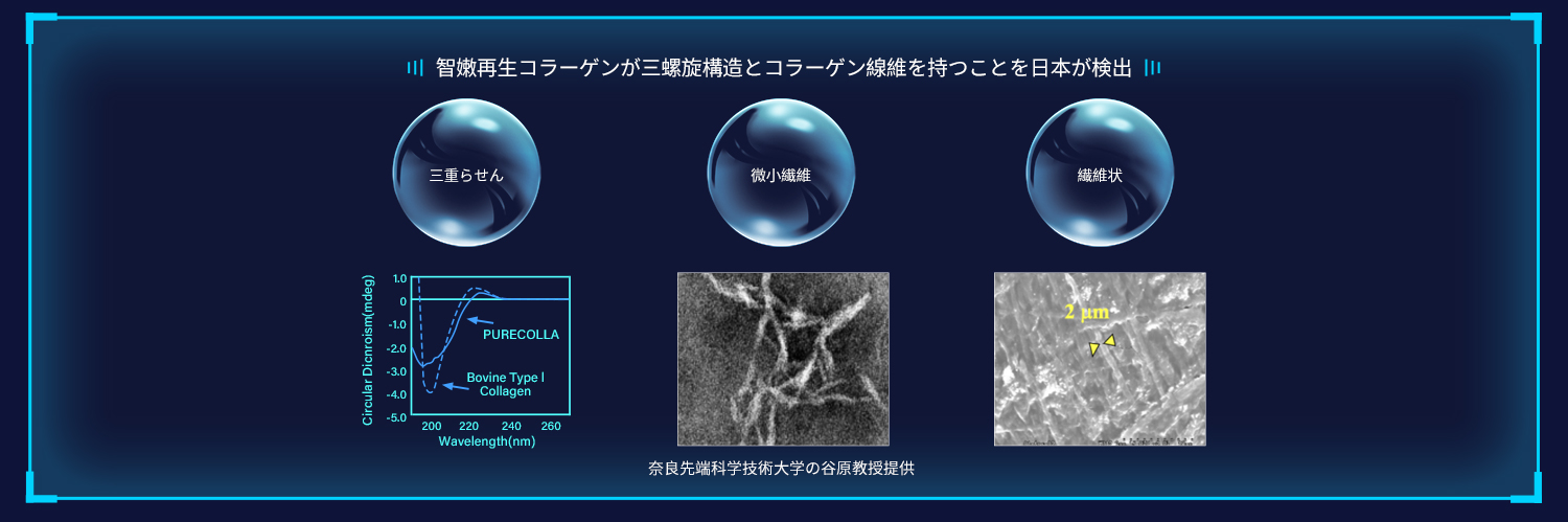 卓越的再生胶原蛋白抗衰与修复效果 上海交通大学药学院药物分析博士、上海鹿明生物研发总监彭章晓通过领先4D-DIA蛋白组学质谱技术分析结论：波格因（智嫩再生胶原蛋白）作用于人成纤维细胞后，能够检测6600多种蛋白表达，与对照组相比，发现智嫩胶原蛋白处理组人成纤维细胞有154种蛋白被促进表达（包括8种胶原蛋白COL和1种弹性蛋白ELN高表达），智嫩通过AGE-RAGE信号通路发挥皮肤抗衰功效，同时差异表达蛋白中并未富集到细胞死亡或凋亡信号通路，说明智嫩再生胶原蛋白安全和无毒。